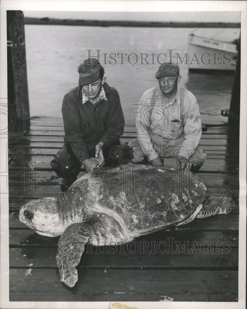 1953 Press Photo Captain Jim Beebe loggerhead turtle - RRW34235 - Historic Images