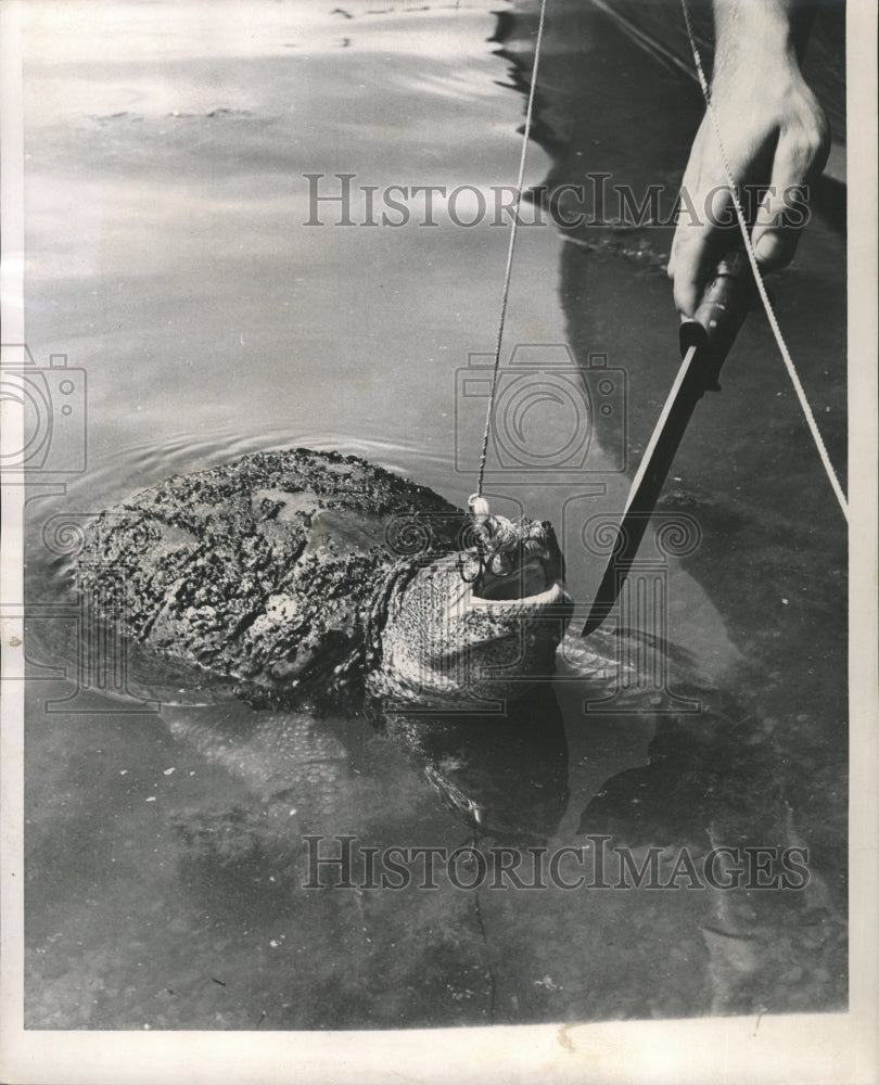 1962 Press Photo Bob Schine Teases Snapping Turtle - RRW34391 - Historic Images