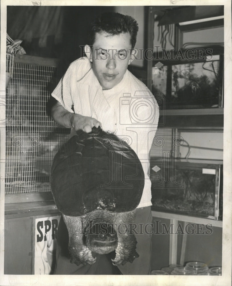 1955 Press Photo Bob Schneider Snapping Turtle 26 Pound - RRW34393 - Historic Images