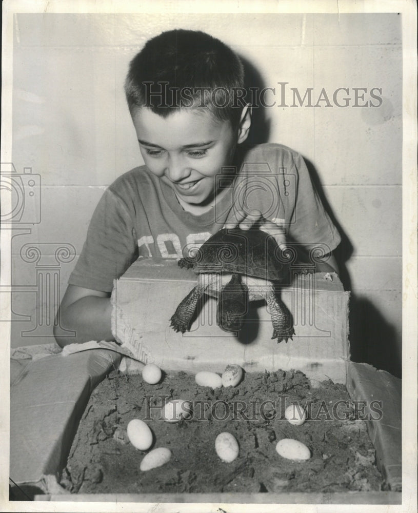 1953 Press Photo Ray Cygan Watches Turtle and Eggs - RRW34407 - Historic Images