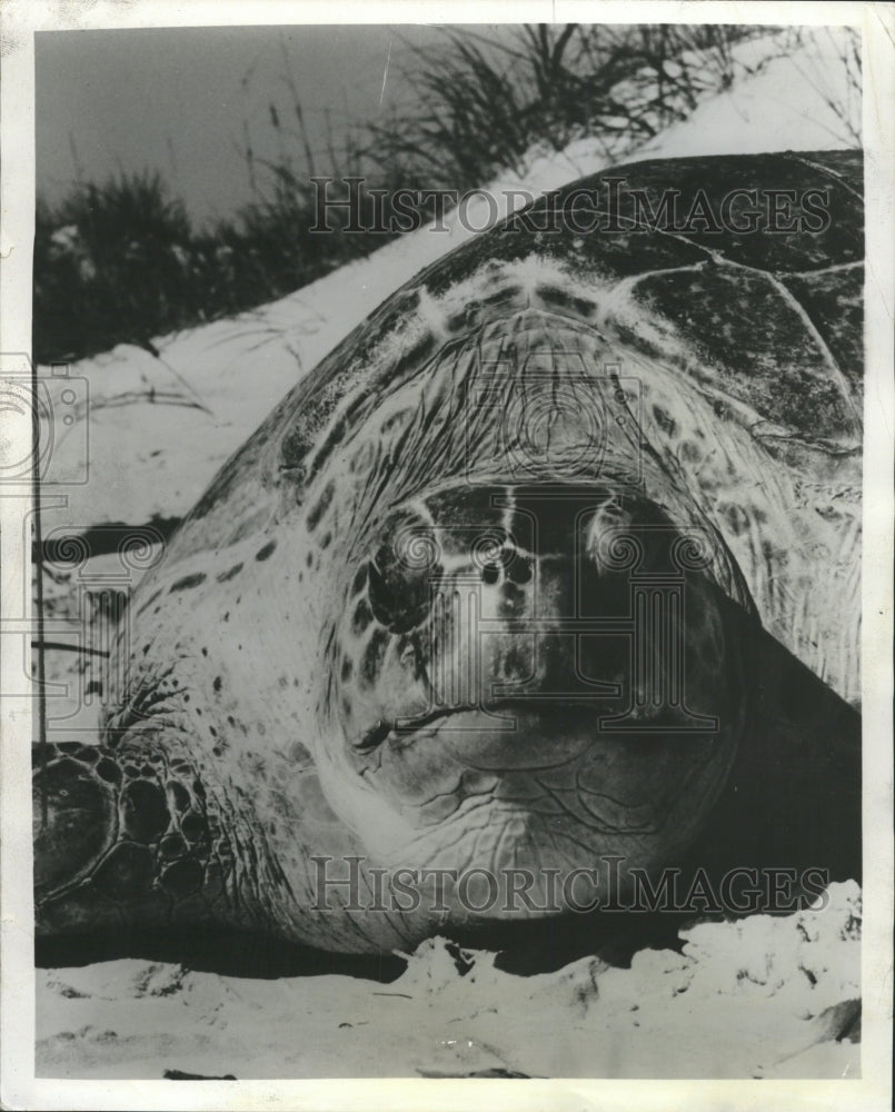 1966 Press Photo Green Turtle Sea Lay Eggs 300 Pound - RRW34439 - Historic Images