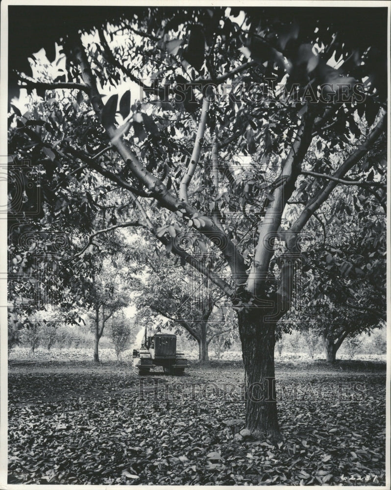 1948 Press Photo Caterpillar Tractor Walnut Trees Barbe - RRW34739 - Historic Images