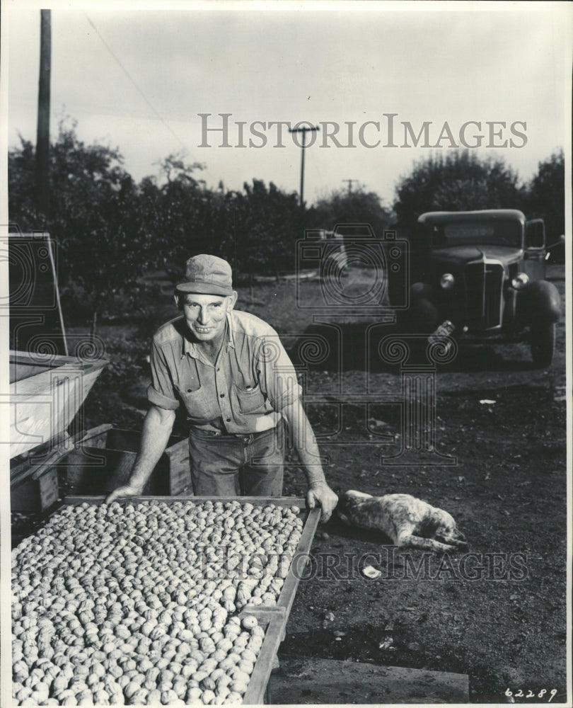 1948 Press Photo John Boden Harvest Walnuts - RRW34745 - Historic Images