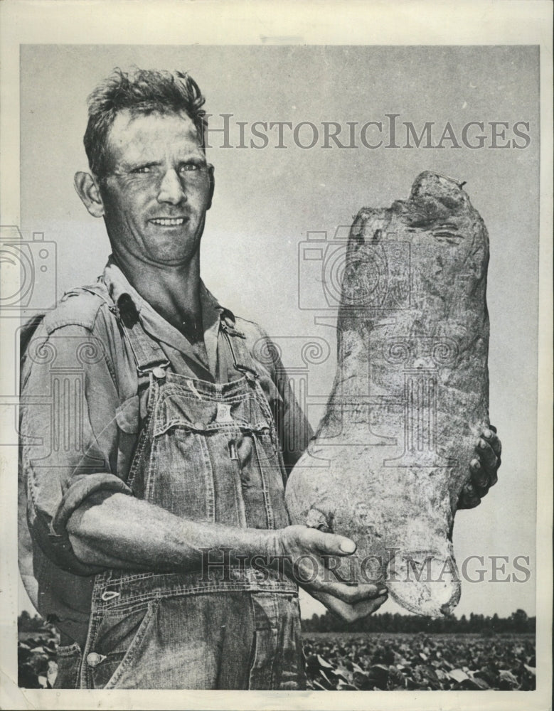 1957 Press Photo Farmers 31 1/2 lb. Wild Sweet Potato - RRW35463 - Historic Images