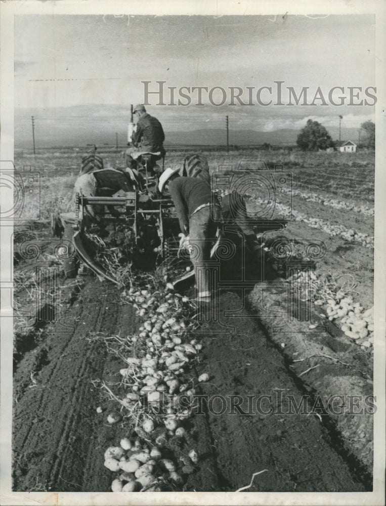 1957 Press Photo Dodge Ranch Potato Harvest - RRW35467 - Historic Images