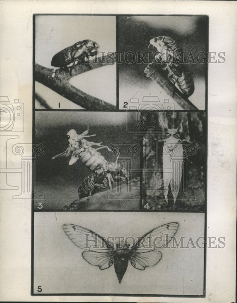 1951 Press Photo 17-year Locust Emerges - RRW37937 - Historic Images