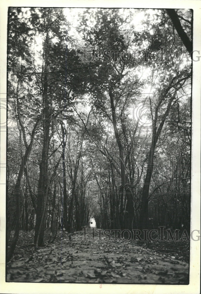 1981 Press Photo Hiking Trails North Park Nature Center - RRW38765 - Historic Images