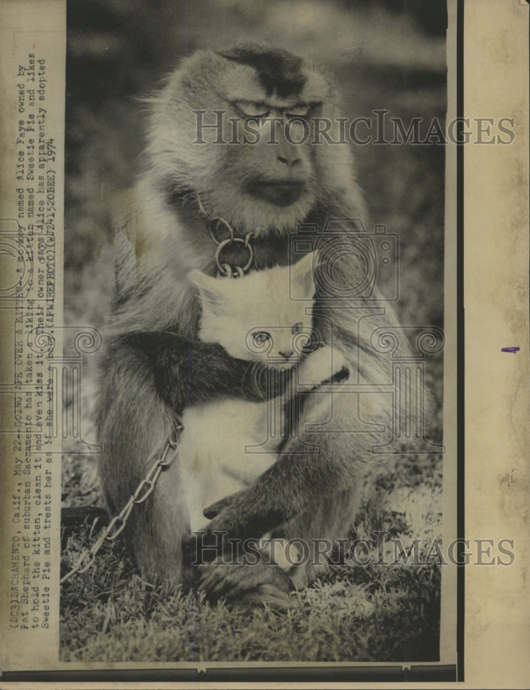 1974 Press Photo Monkey/Kitten - RRW39029 - Historic Images