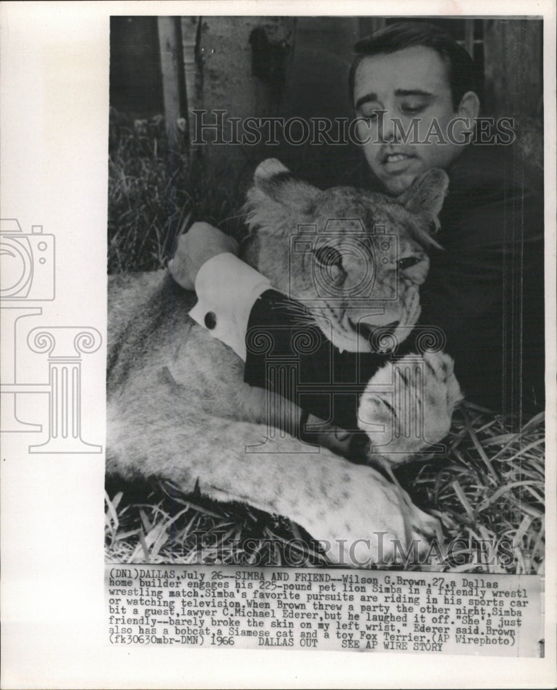 1966 Press Photo Wilson G. Brown Pet Lion Simba Wrestle - RRW39033 - Historic Images