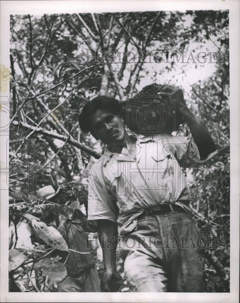 1951 Press Photo Worker Carries Wild Yam - RRW40801 - Historic Images