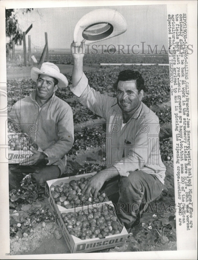 1965 Press Photo Braceros Jose Navarro Migue Rico Work - RRW44327 - Historic Images