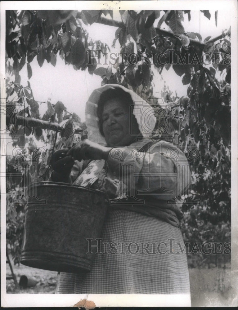 1963 Press Photo Migrant Cherry Pickers - RRW44331 - Historic Images