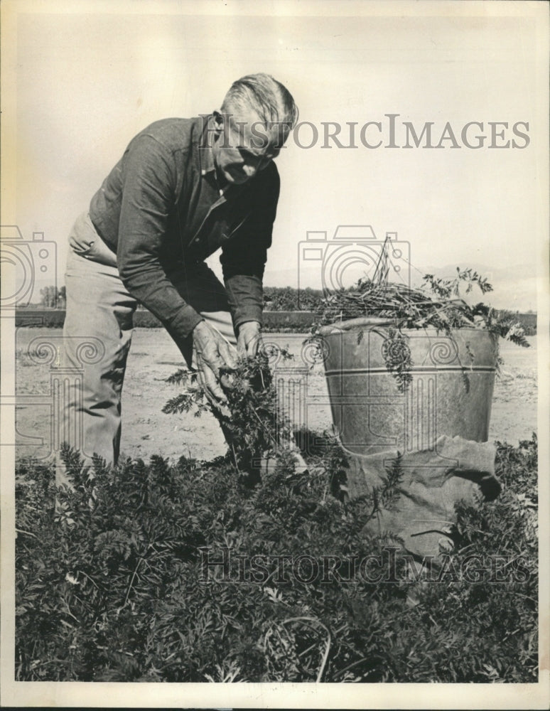 1965 Press Photo W H Wagner Carrot Farmer Chicago - RRW44333 - Historic Images