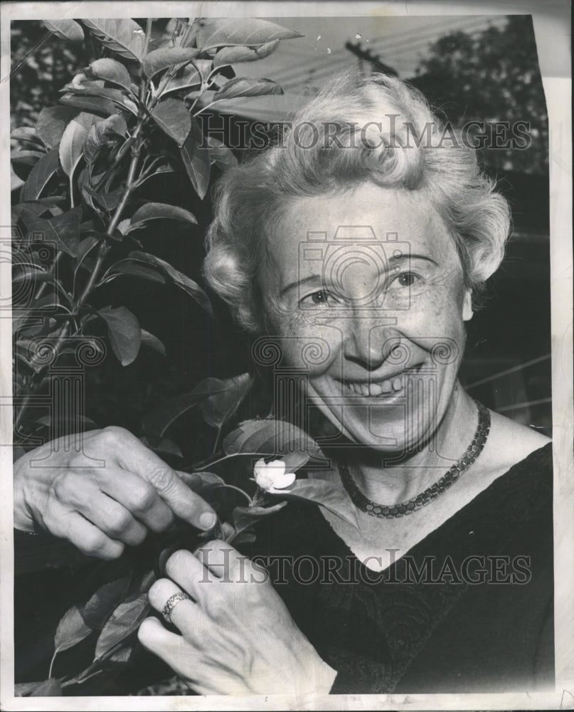 1962 Press Photo Dwarf apple tree springs into bloom - RRW45313 - Historic Images