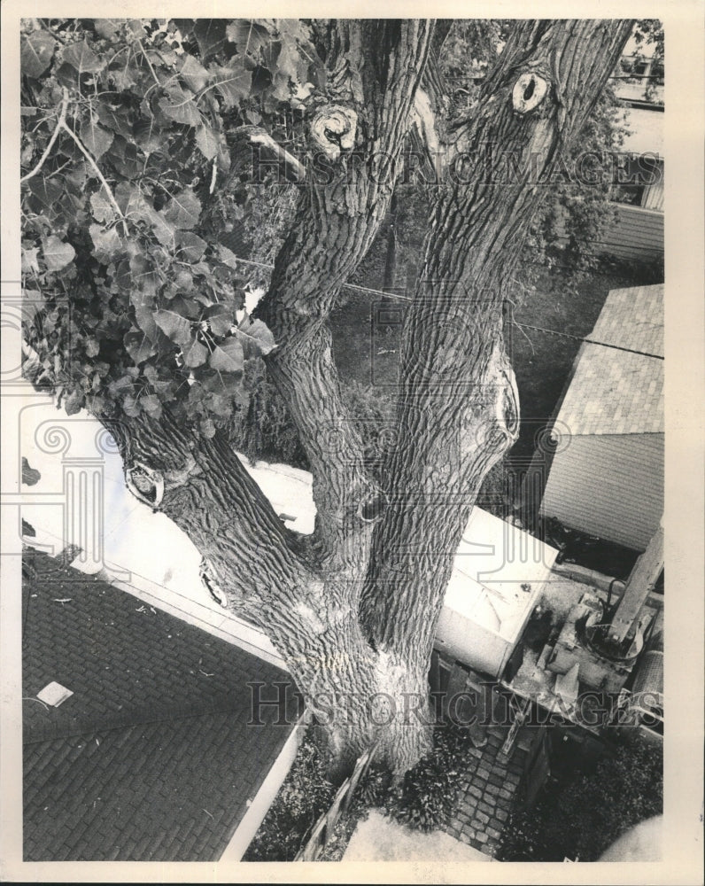 1980 Press Photo 140 yr old cottonwood tree - RRW45315 - Historic Images