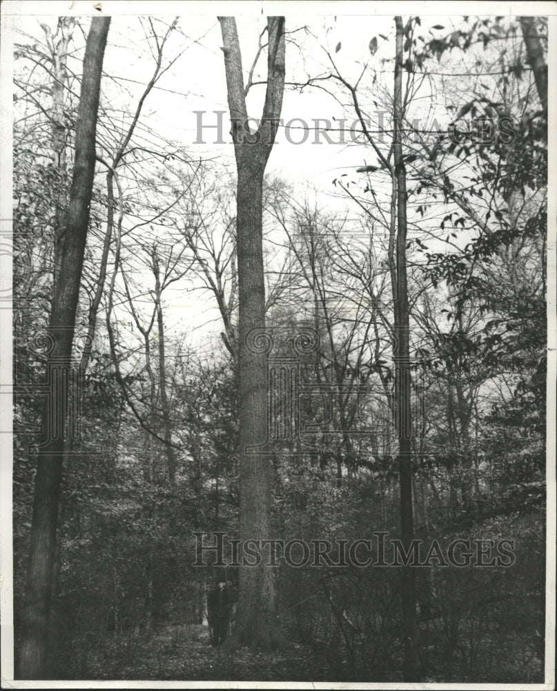 1966 Press Photo Walnut Trees - RRW45825 - Historic Images