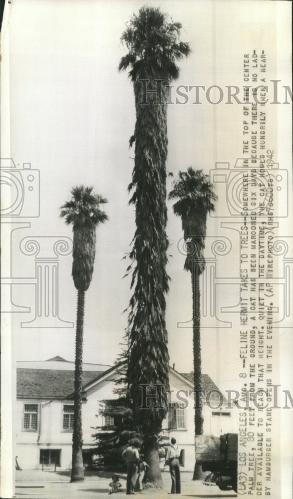 1942 Press Photo Palm Trees Cat - RRW45833 - Historic Images