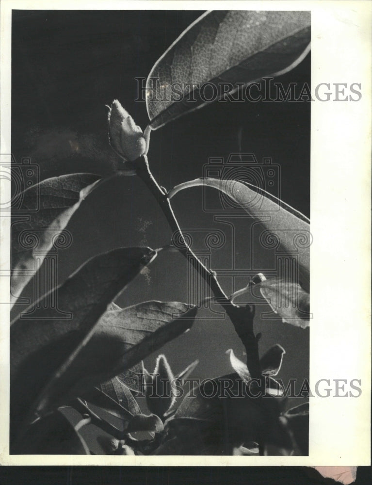 1981 Press Photo Magnolia Buds - RRW45837 - Historic Images