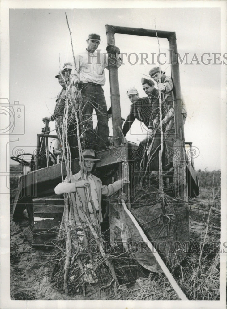 1953 Press Photo Mammoth Tree Digger Hugh Wolfe Texas - RRW45853 - Historic Images