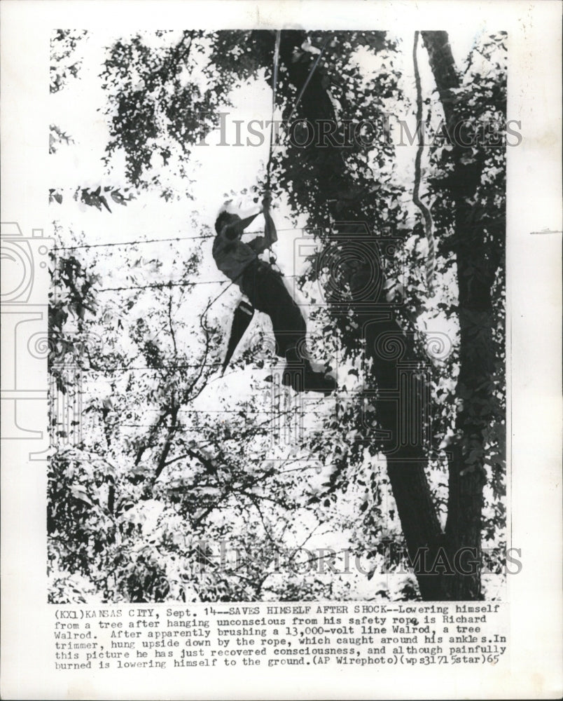 1965 Press Photo Tree Trimmer Richard Walrod - RRW45857 - Historic Images