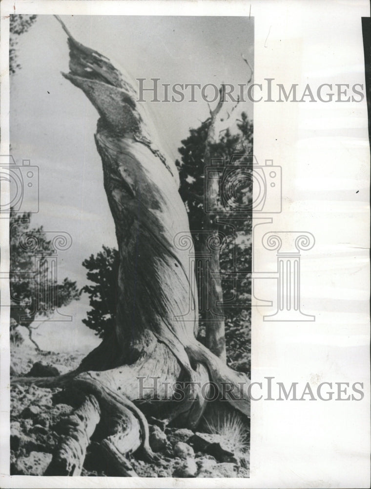 1958 Press Photo Gnarled Wood Colorado Forest - RRW45869 - Historic Images