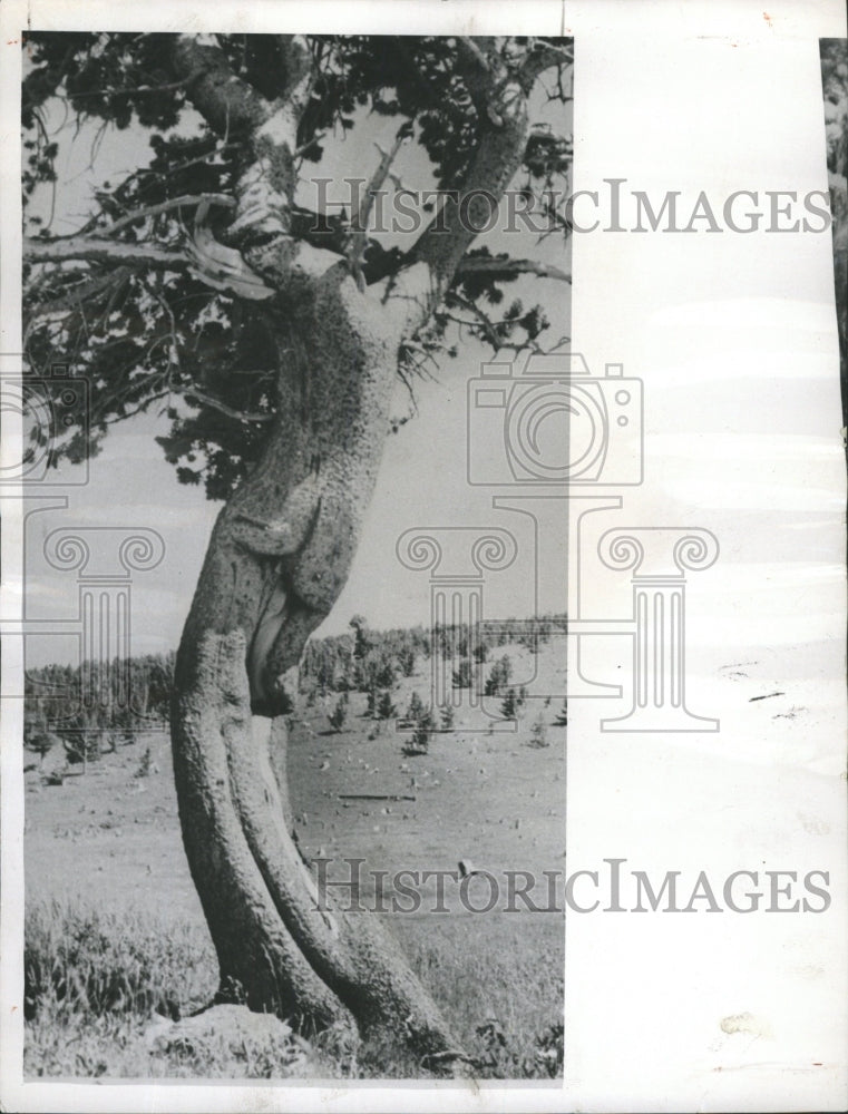 1958 Press Photo Tree In Middle Of Field - RRW45871 - Historic Images