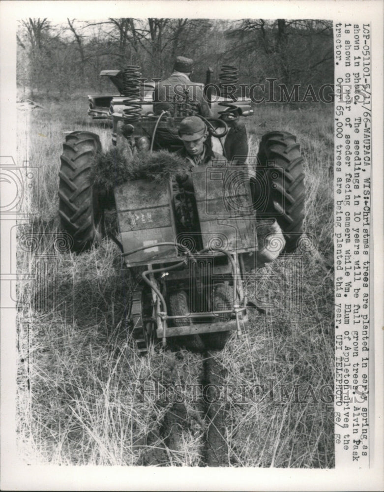 1966 Press Photo Tractor Seeding Christmas Trees - RRW45931 - Historic Images