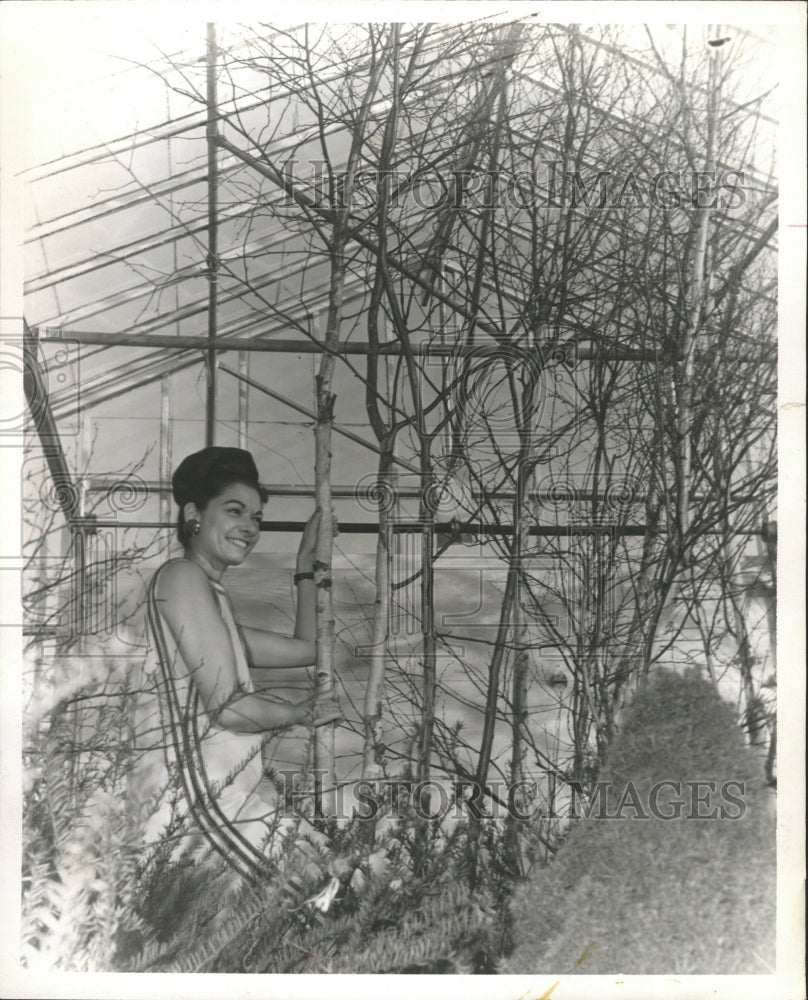 1966 Press Photo Honey Locust Trees Klehn Nursery - RRW45951 - Historic Images