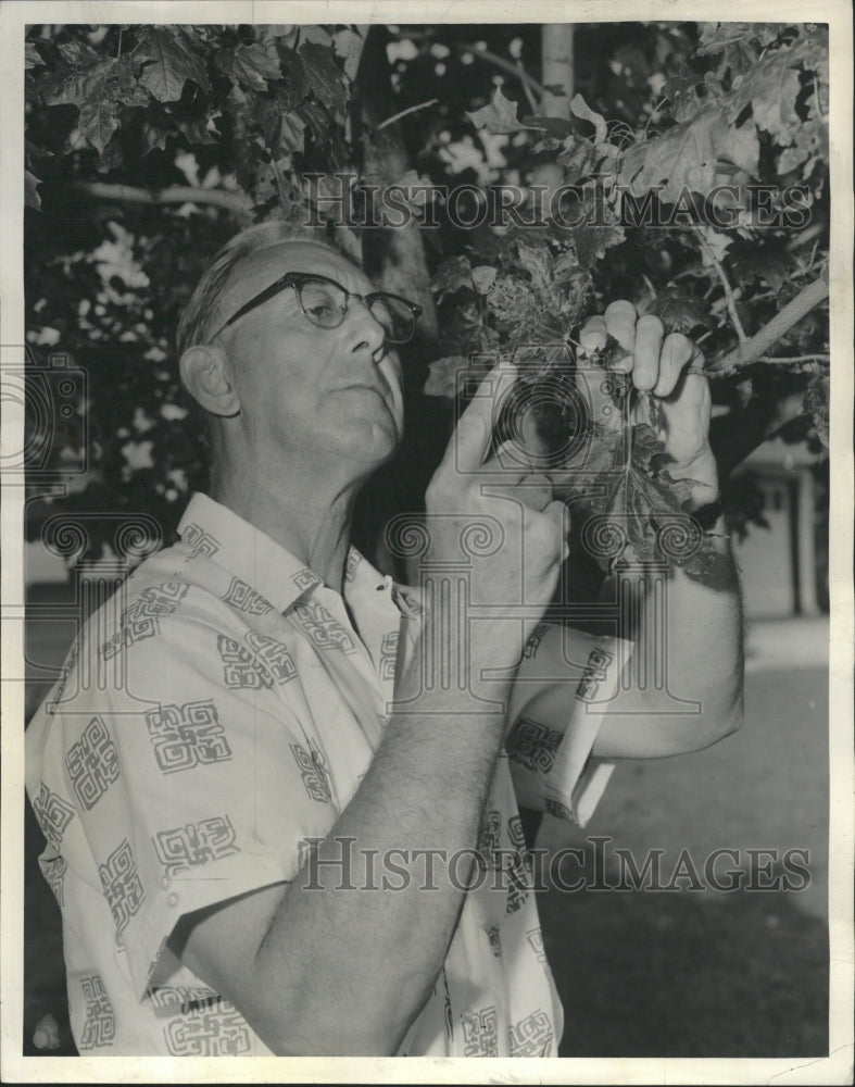 1964 Press Photo Ray Nicholas examines tree. - RRW45959 - Historic Images