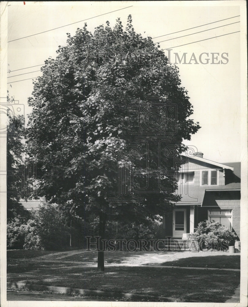 1989 Press Photo Norway Maple Tree In Front Yard - RRW45969 - Historic Images