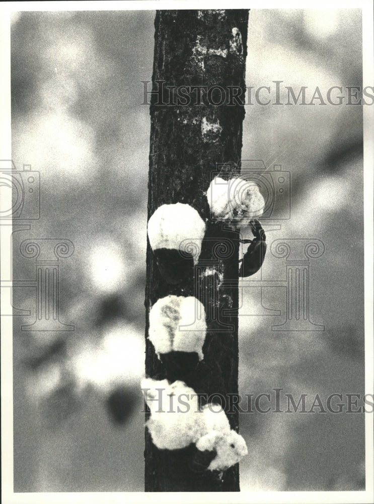 1980 Press Photo Ladybug Attacks Insect Pod Soft Maple - RRW45971 - Historic Images