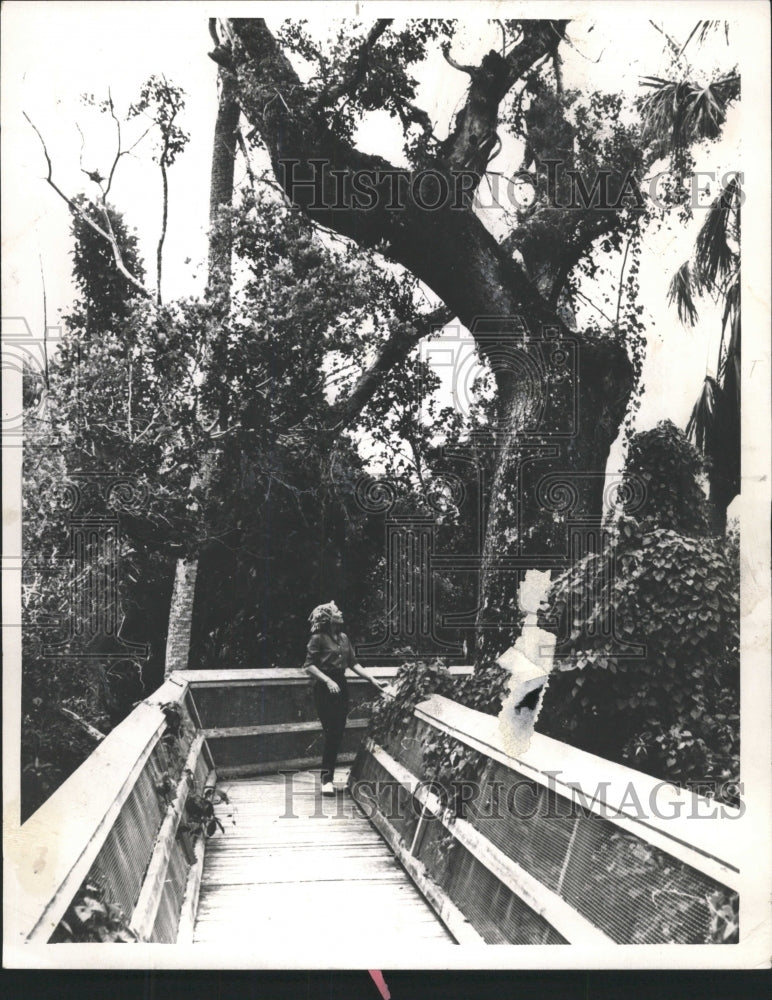 1963 Press Photo Giant Mahogany Tree Everglades Park - RRW45973 - Historic Images