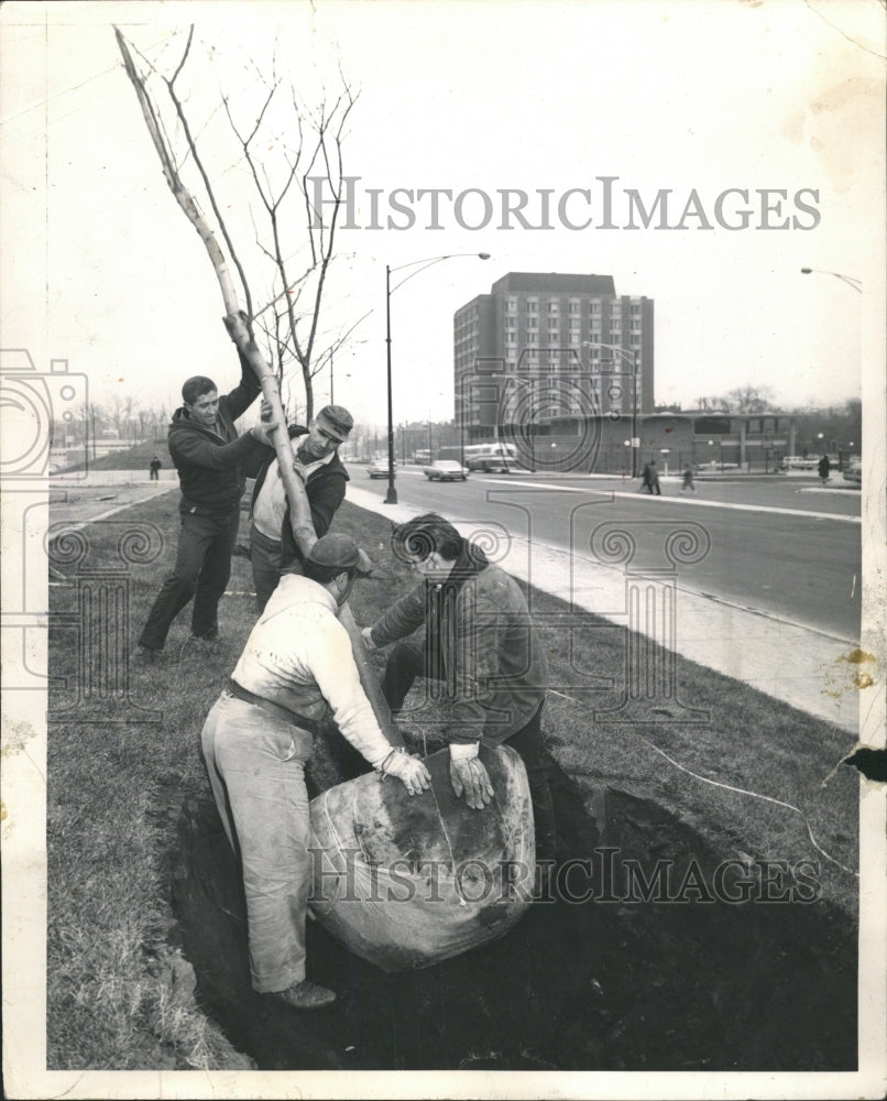 1966 Press Photo Men Plant Tree Hyde Park Kenwood - RRW45975 - Historic Images