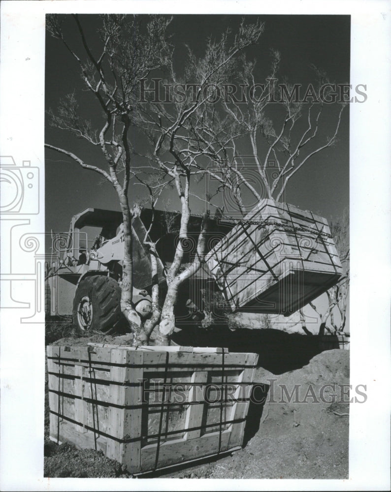 1987 Press Photo Trees transplanted in Scottsdale - RRW45977 - Historic Images