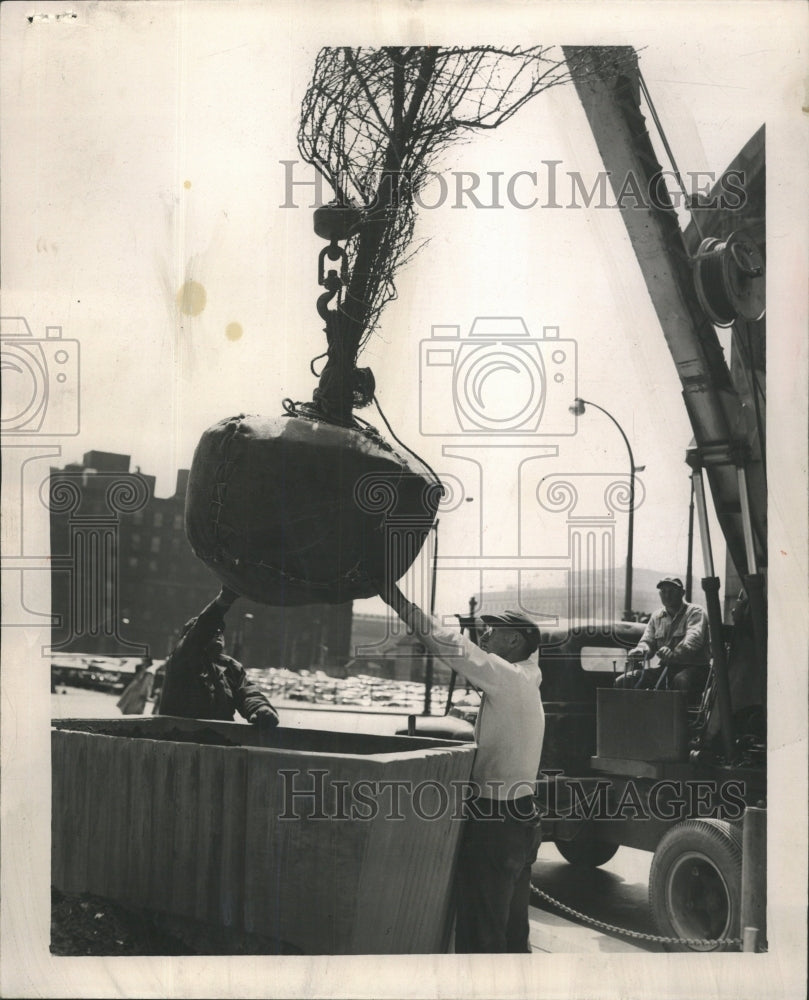 1958 Press Photo Machinery Planting Tree Wacker Drive - RRW46023 - Historic Images