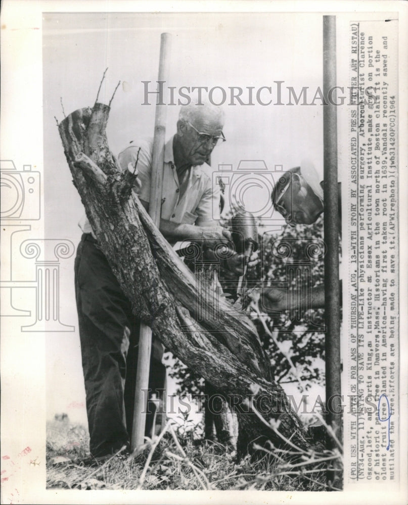 1964 Press Photo Arborculturists Trying To Save Tree - RRW46065 - Historic Images