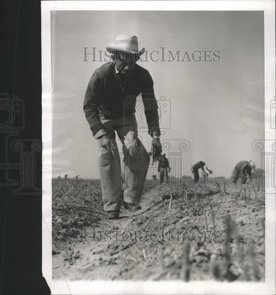 1954 Press Photo Alfonso Alarcon-Vega Cuts Asparagus - RRW46727 - Historic Images