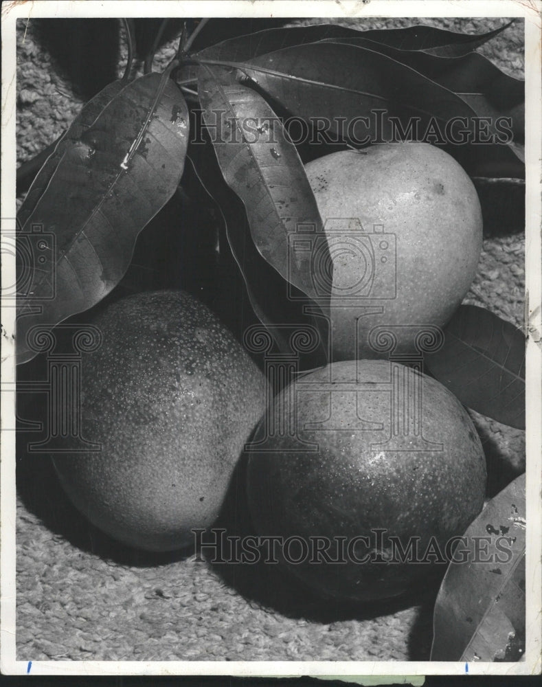 1961 Press Photo Mangoes - RRW46895 - Historic Images