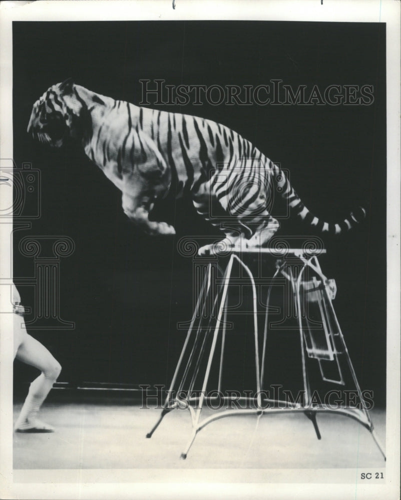 1976 Press Photo Soviet Circus Tigers - RRW46975 - Historic Images
