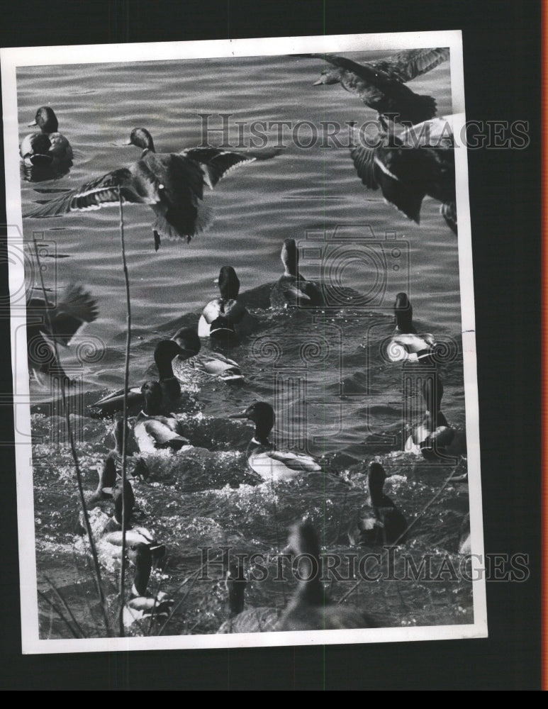 1975 Press Photo Mallards Crabtree Lake Nature Center - RRW47213 - Historic Images