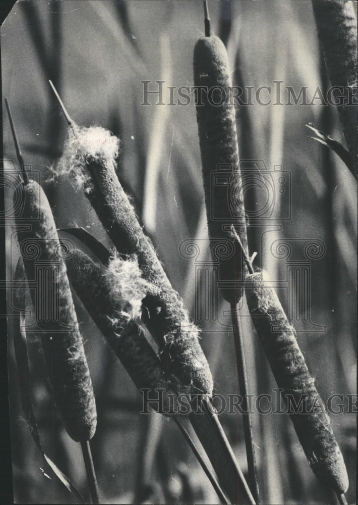 1971 Press Photo FLOWER PLANT CATTAILS - RRW47903 - Historic Images