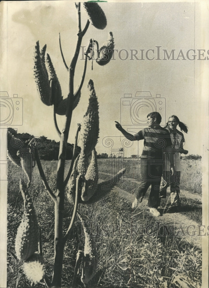 1971 Press Photo Milkweed swamps Monarch butterflies - RRW47905 - Historic Images
