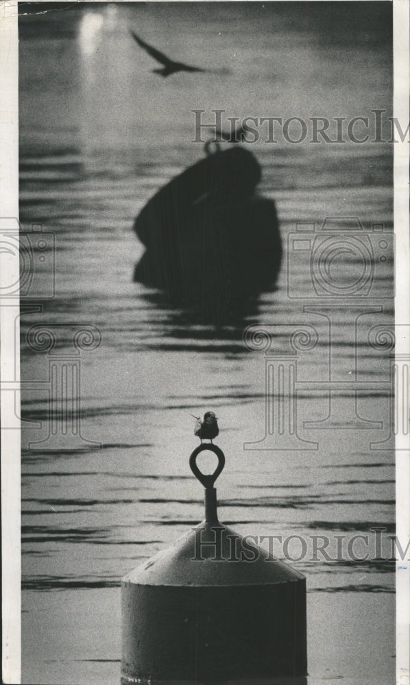 1970 Press Photo Buoy bird Montrose Harbor scene rest - RRW48105 - Historic Images