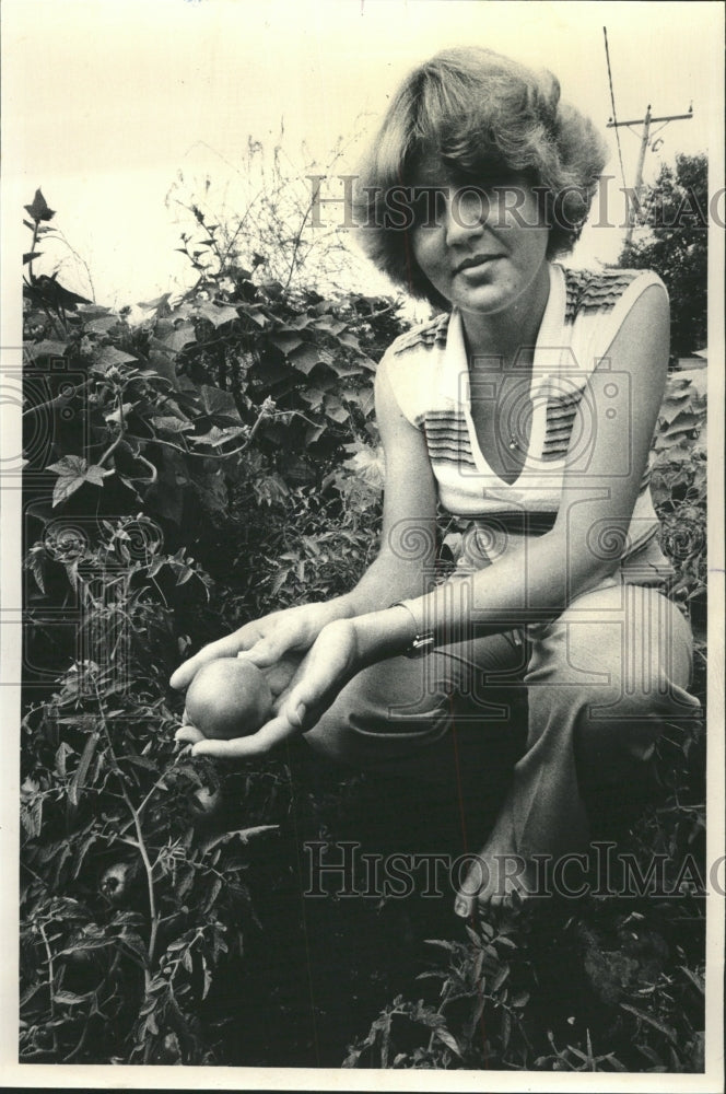 1980 Press South Holland Own Gardner Shows Off Tomatoes - RRW48967 - Historic Images