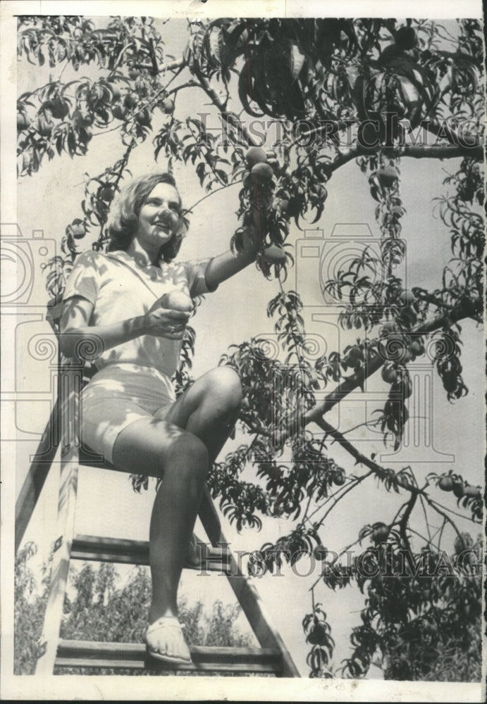 1964 Press Photo Teen Samples Peach Tree Near Home - RRW49091 - Historic Images