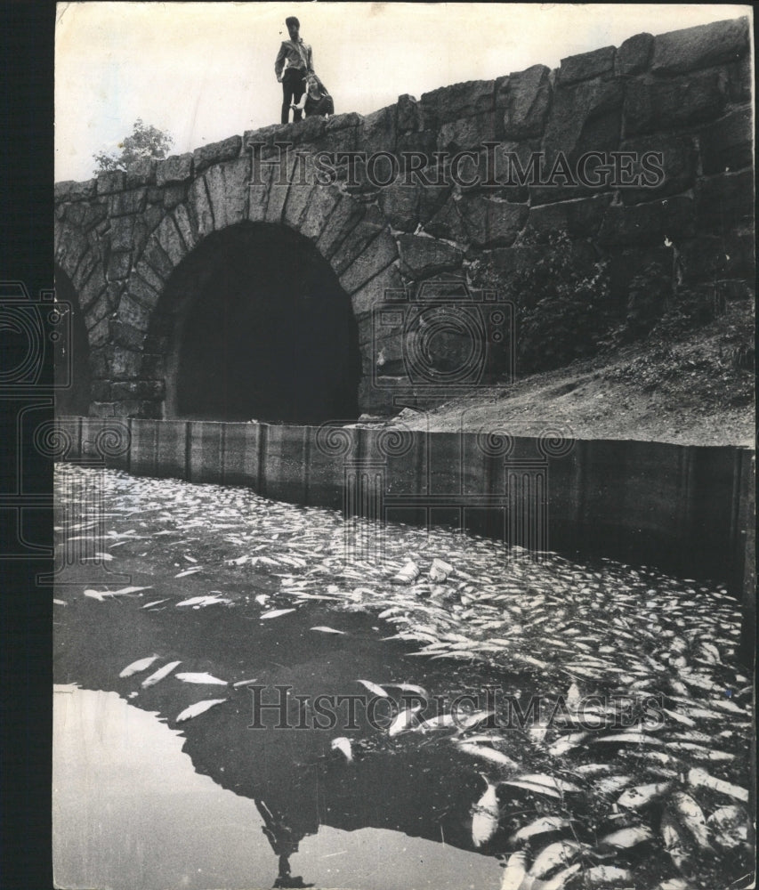 1970 Press Photo Jackson park Lagoon water fish litter - RRW50265 - Historic Images