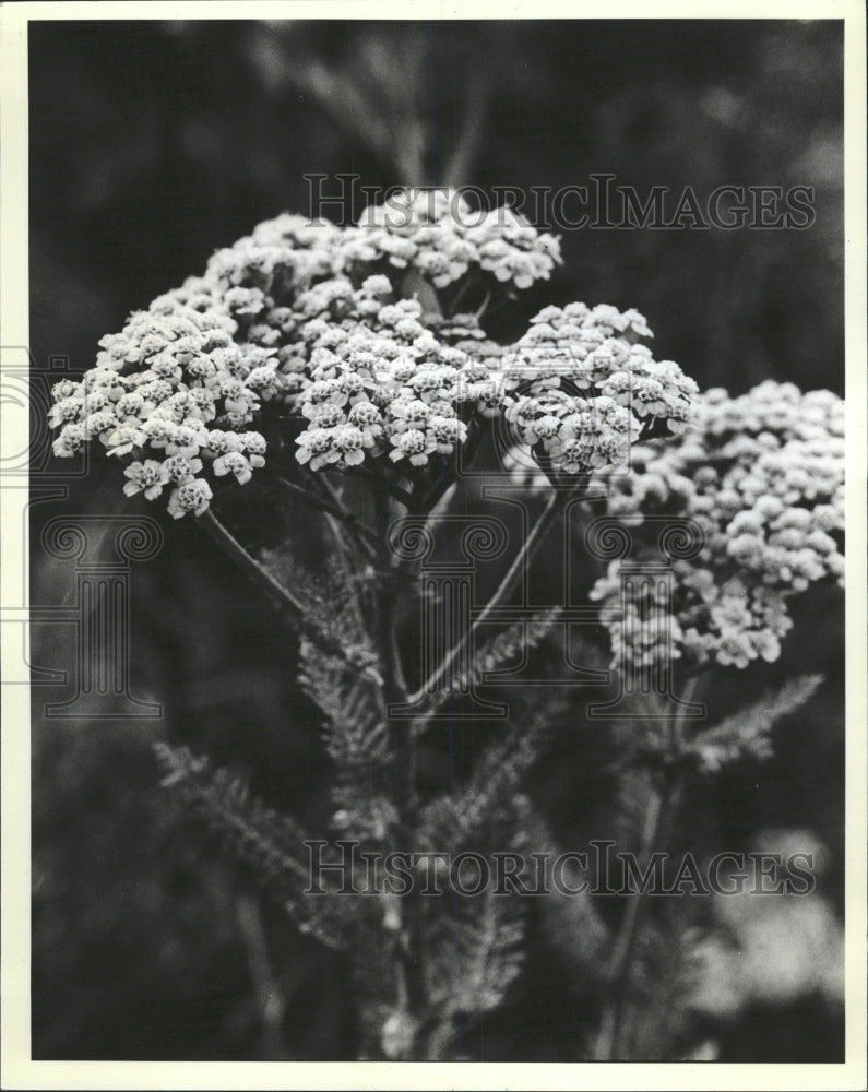 1987 Press Photo Nature Flourishes Chicago Lake Calumet - RRW50885 - Historic Images