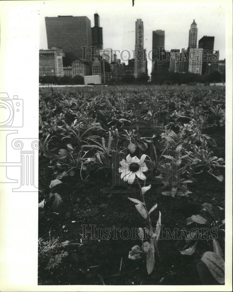 1984 Press Photo Wildflower Garden On Monroe Garage - RRW51459 - Historic Images