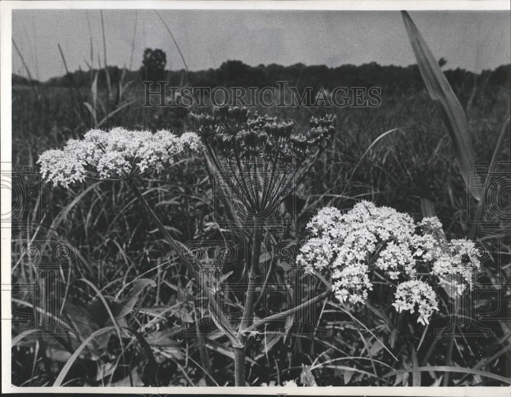 1971 Press Photo Giant Cow Parsnip Palos Fen - RRW52661 - Historic Images