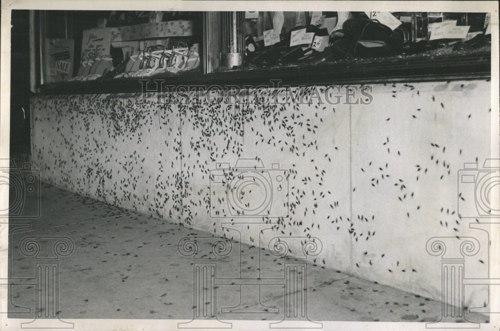 1952 Press Photo Crickets Swarm Walls of Building - RRW52759 - Historic Images